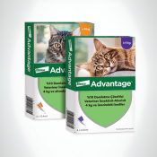 Advantage-Kedi.png